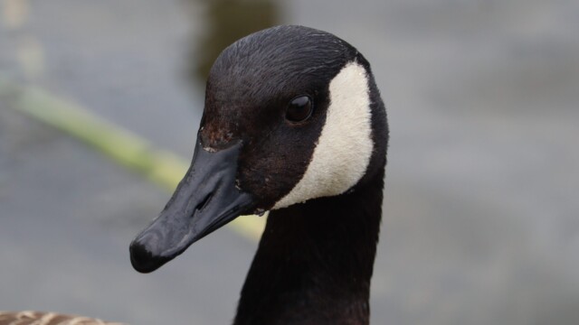 Canada goose pondering Canada goose pondering