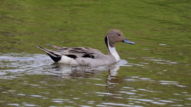 Northern pintail either not knowing or not caring that he should have migrated by now Northern pintail either not knowing or not caring that he should have migrated by now