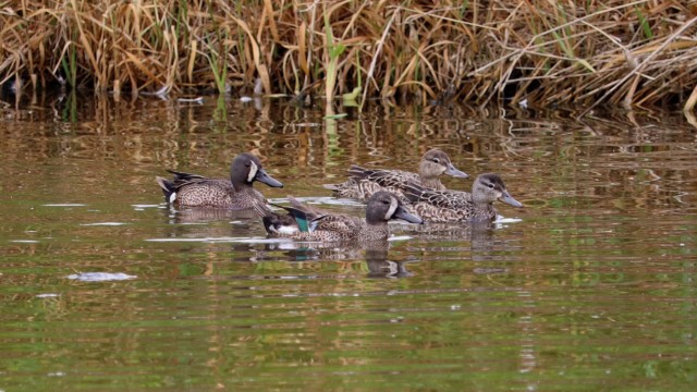 A group of blue-winged teals gliding through a pond A group of blue-winged teals gliding through a pond