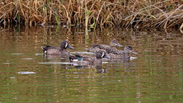 A group of blue-winged teals gliding through a pond A group of blue-winged teals gliding through a pond