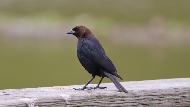 Cowbird Cowbird