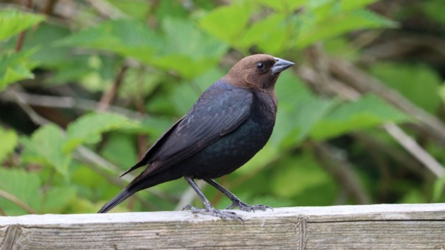 Cowbird Cowbird