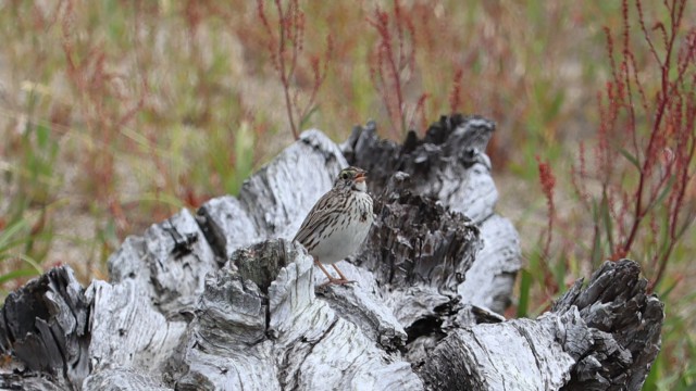 Savannah sparrow singing on a log at Centennial Beach Savannah sparrow singing on a log at Centennial Beach