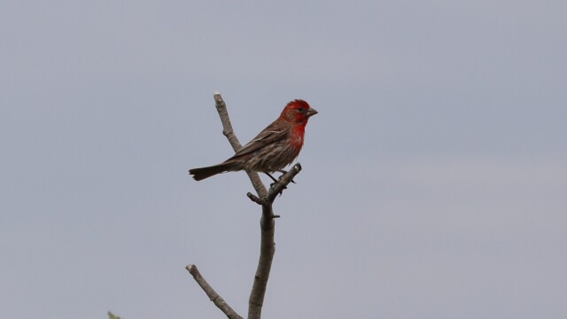 House finch perched at Centennial Beach House finch perched at Centennial Beach