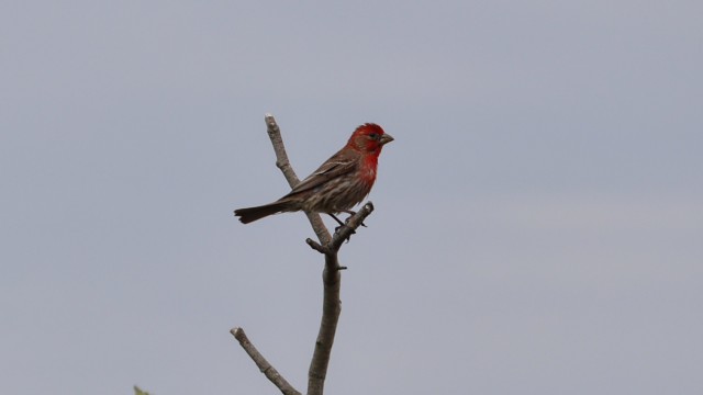 House finch perched at Centennial Beach House finch perched at Centennial Beach