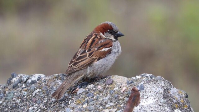 House finch on concrete, Centennial Beach House finch on concrete, Centennial Beach