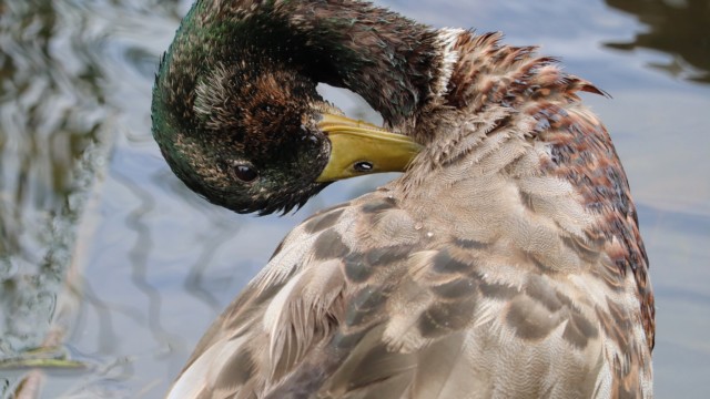 Scruffy mallard duck preening Scruffy mallard duck preening