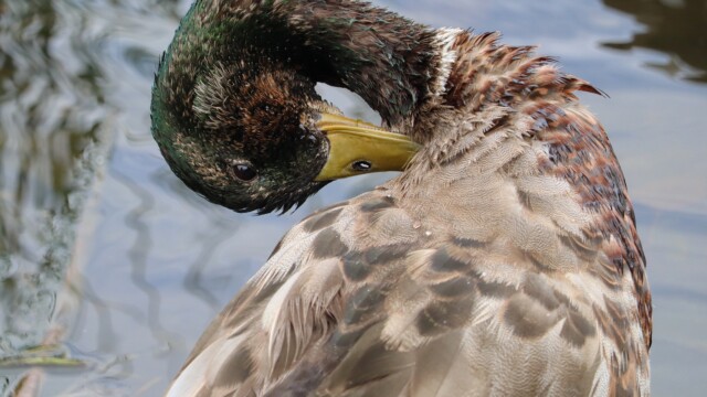 Scruffy mallard duck preening Scruffy mallard duck preening