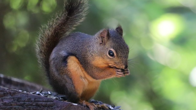 Douglas squirrel munching seeds Douglas squirrel munching seeds