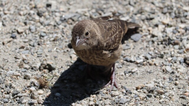 Female blackbird giving me the look Female blackbird giving me the look