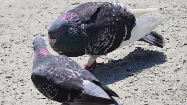 Male pigeon desperately trying to impress the ladies Male pigeon desperately trying to impress the ladies
