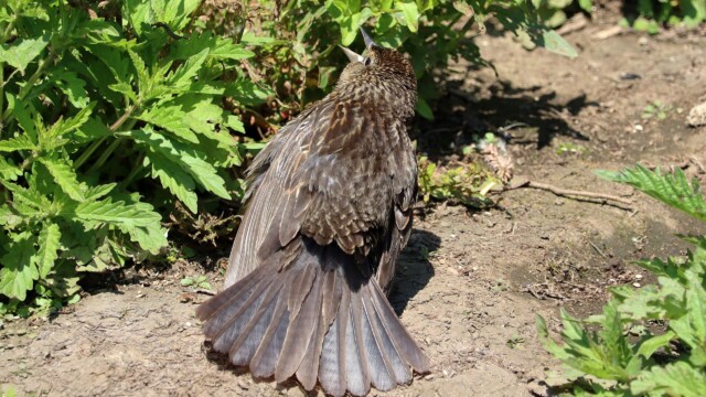 Female blackbird cooling off Female blackbird cooling off
