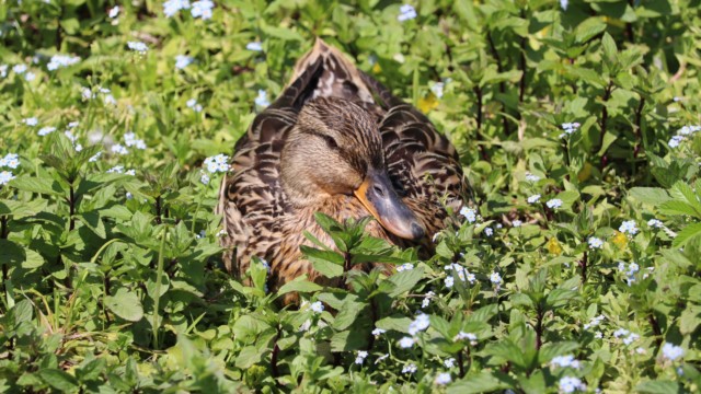 A comfy place for a rest Female mallard resting in vegetation