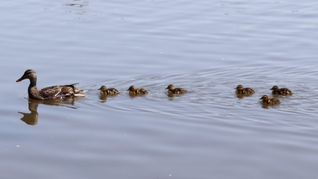 Mamma duck and her brood Mamma duck and her brood swimming on the lake