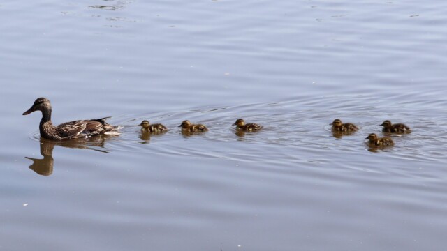 Mamma duck and her brood Mamma duck and her brood swimming on the lake