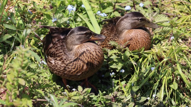 Hey, over there Hey, over there