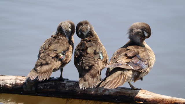 Snoozing wood ducks Snoozing wood ducks