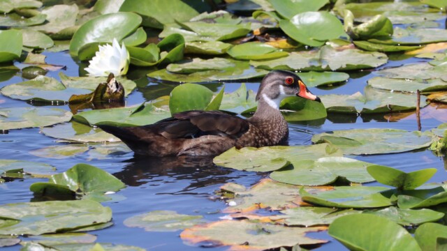 Wood duck gliding through the lily pads Wood duck gliding through the lily pads