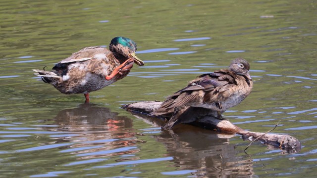 Scratch scratch Duck scratching on a log