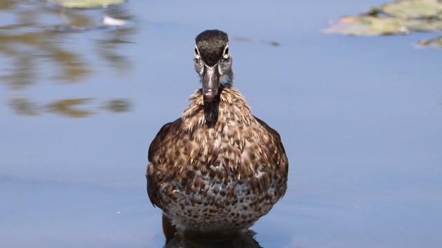 Wood duck stare down Wood duck stare down