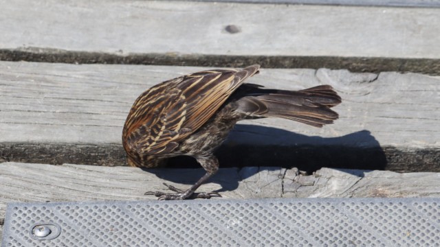 What's down here? Blackbird checking out what lies beneath the pier