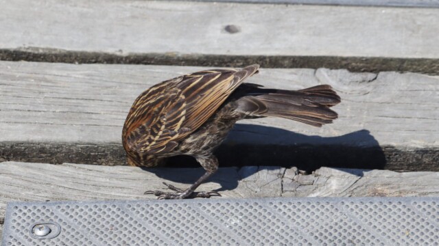 What's down here? Blackbird checking out what lies beneath the pier