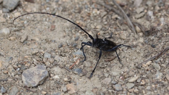 Giant beetle in a gravel parking lot. It was very chill. Giant beetle in a gravel parking lot