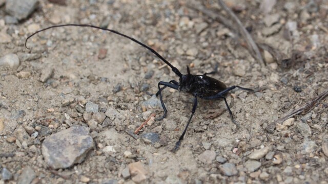 Giant beetle in a gravel parking lot. It was very chill. Giant beetle in a gravel parking lot