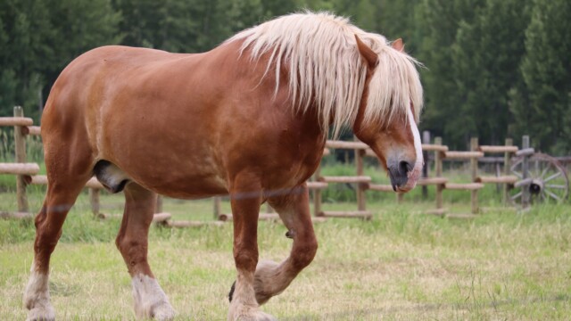Hair Horse One Shaggy horse