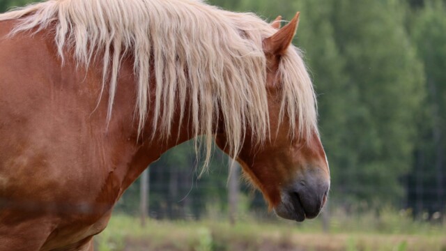 The hair makes the horse Shaggy-haired horse