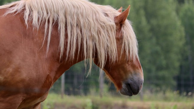 The hair makes the horse Shaggy-haired horse