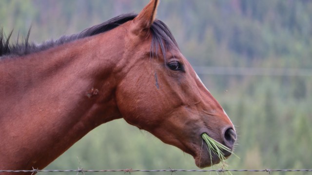 Every time I look at this photo, I think the horse has hay shoved up its nose. Horse chewing on grass.