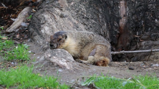 Marmot sleeping it off at McArthur Park Sleeping marmot