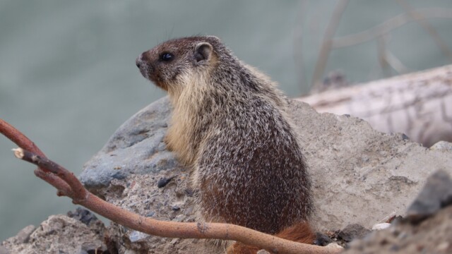A marmot! At first, I thought it was a rare delight, so I took a bunch of photos. Then I discovered they're everywhere around McArthur Park. A marmot