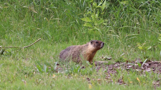 Marmot on the disc golf course at McArthur Park. An unplanned hazard. Marmot on the disc golf course at McArthur Park. An unplanned hazard.