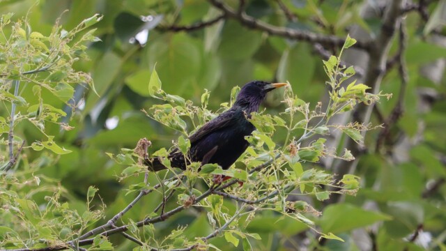 European starling foraging in a tree at McArthur Park European starling foraging in a tree at McArthur Park