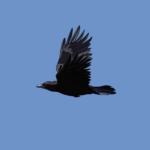 Crow flying