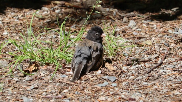 Scruffy dark-eyed junco, probably a juvenile, Sunnyside Acres. Scruffy dark-eyed junco, probably a juvenile, Sunnyside Acres.