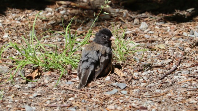 Scruffy dark-eyed junco, probably a juvenile, Sunnyside Acres. Scruffy dark-eyed junco, probably a juvenile, Sunnyside Acres.