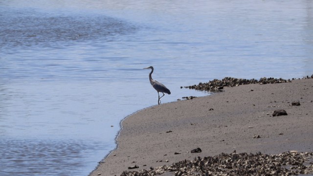Great blue heron on the shore at Serpentine Fen. Great blue heron on the shore at Serpentine Fen.