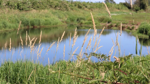 Idyllic, if empty, pond at Serpentine Fen. Idyllic, if empty, pond at Serpentine Fen.