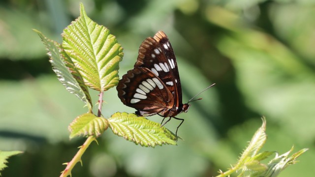 Lorquin's Admiral butterfly Lorquin's Admiral butterfly