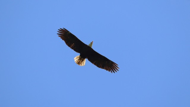 One of several bald eagles cruising over the fen. One of several bald eagles cruising over the fen.