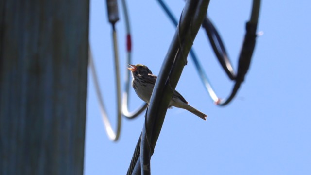 Savannah sparrow experiencing the power Savannah sparrow experiencing the power