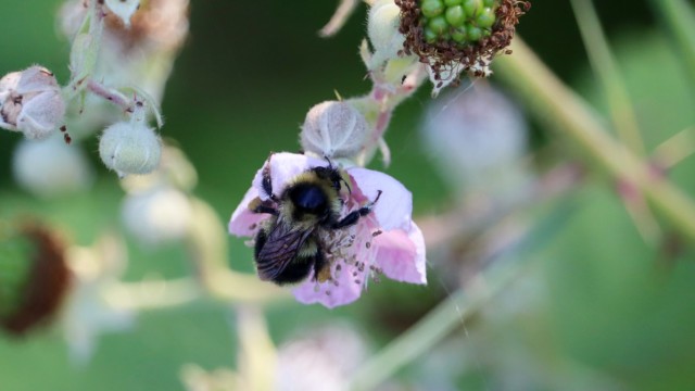 Bumblebee to flower: "I love you so much!" Bumblebee to flower: "I love you so much!"