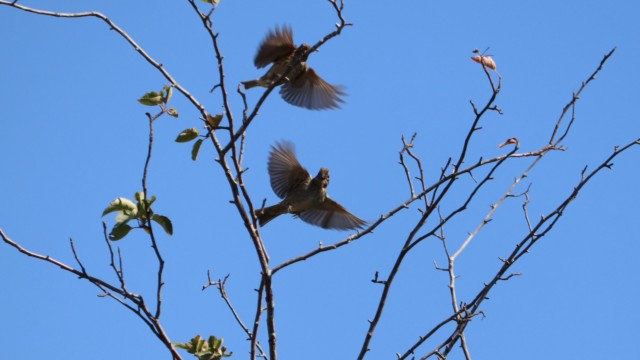 Purple finches flapping furiously Purple finches flapping furiously