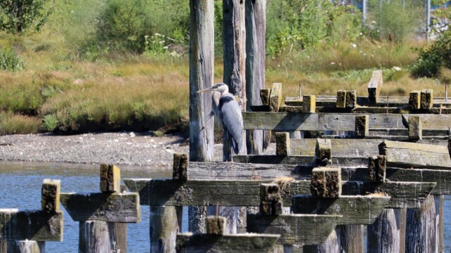 Great blue heron on remnants of a pier, Crescent Beach Great blue heron on remnants of a pier, Crescent Beach