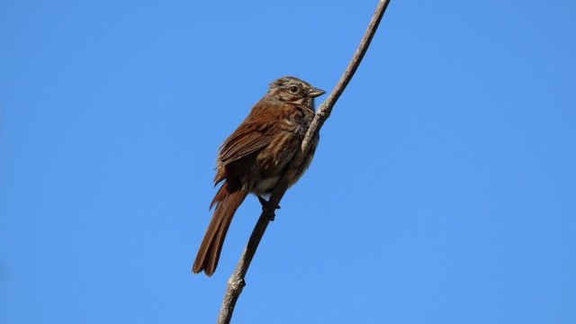 Song sparrow against the sky Song sparrow against the sky