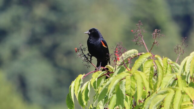 Blackbird hanging out Blackbird hanging out