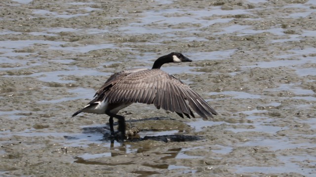 Goose running over a mud flat